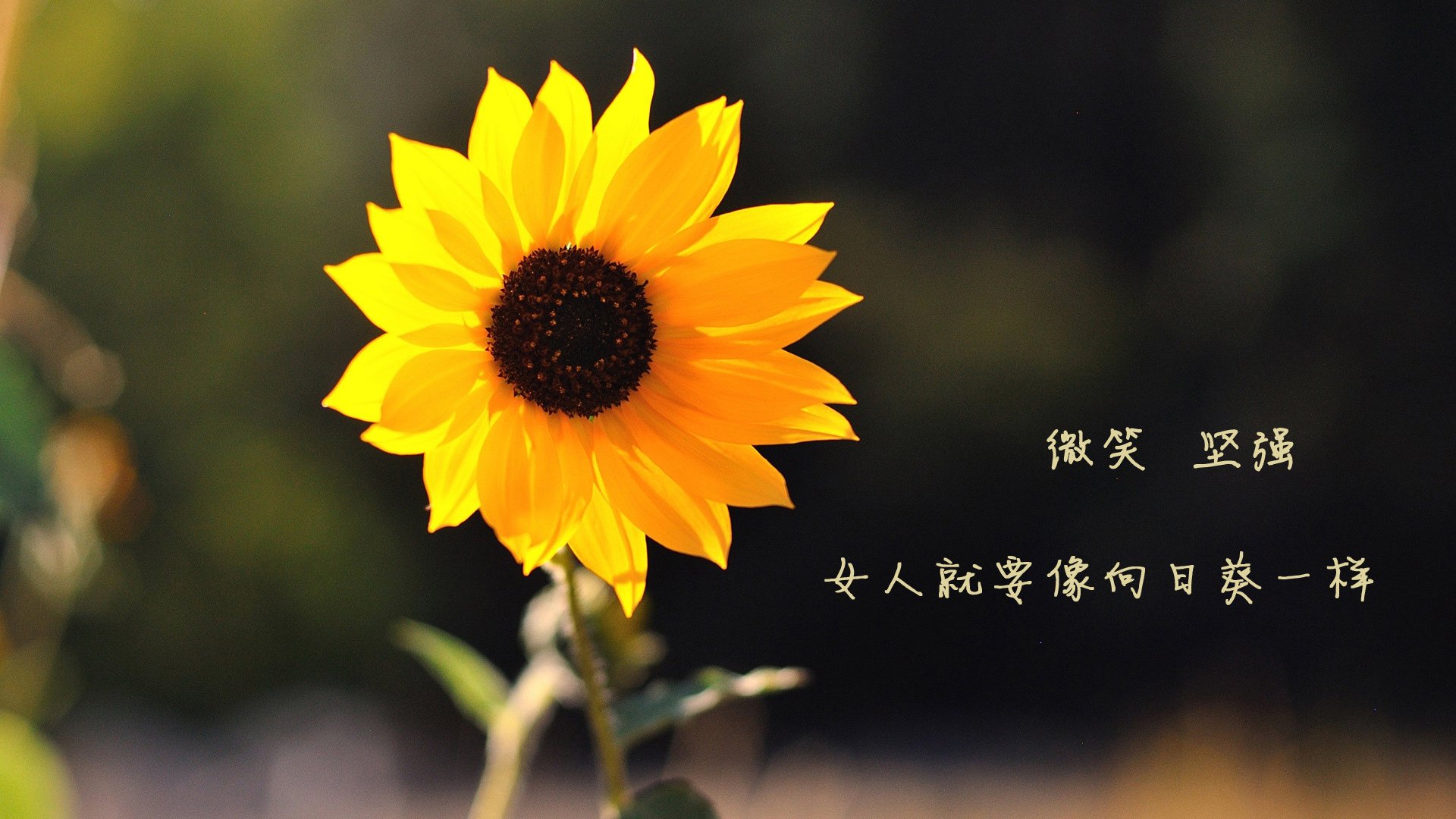中国足球球员年度成长轨迹回顾报告，中国足球球员数据