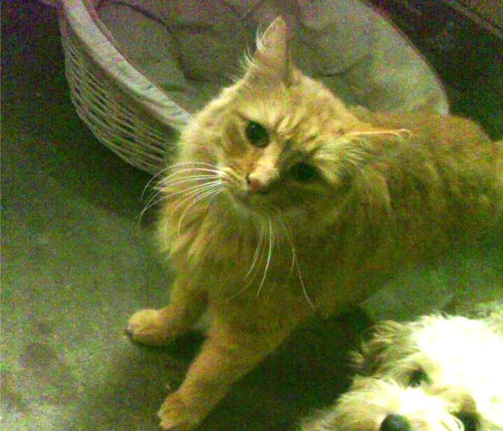 中国三人篮球男队战术多样灵活，中国三人篮球队员