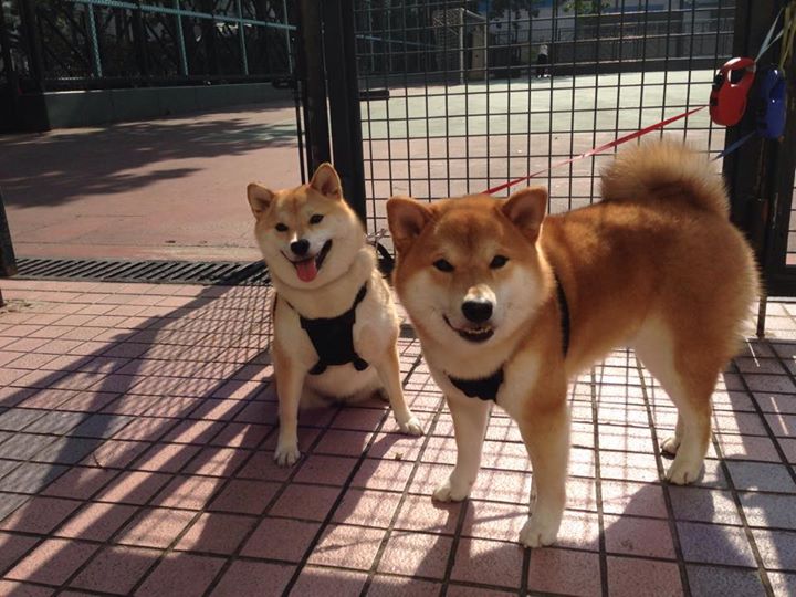 主教练是否因赛程密度调整战术板节奏控制方式，主教练挑战