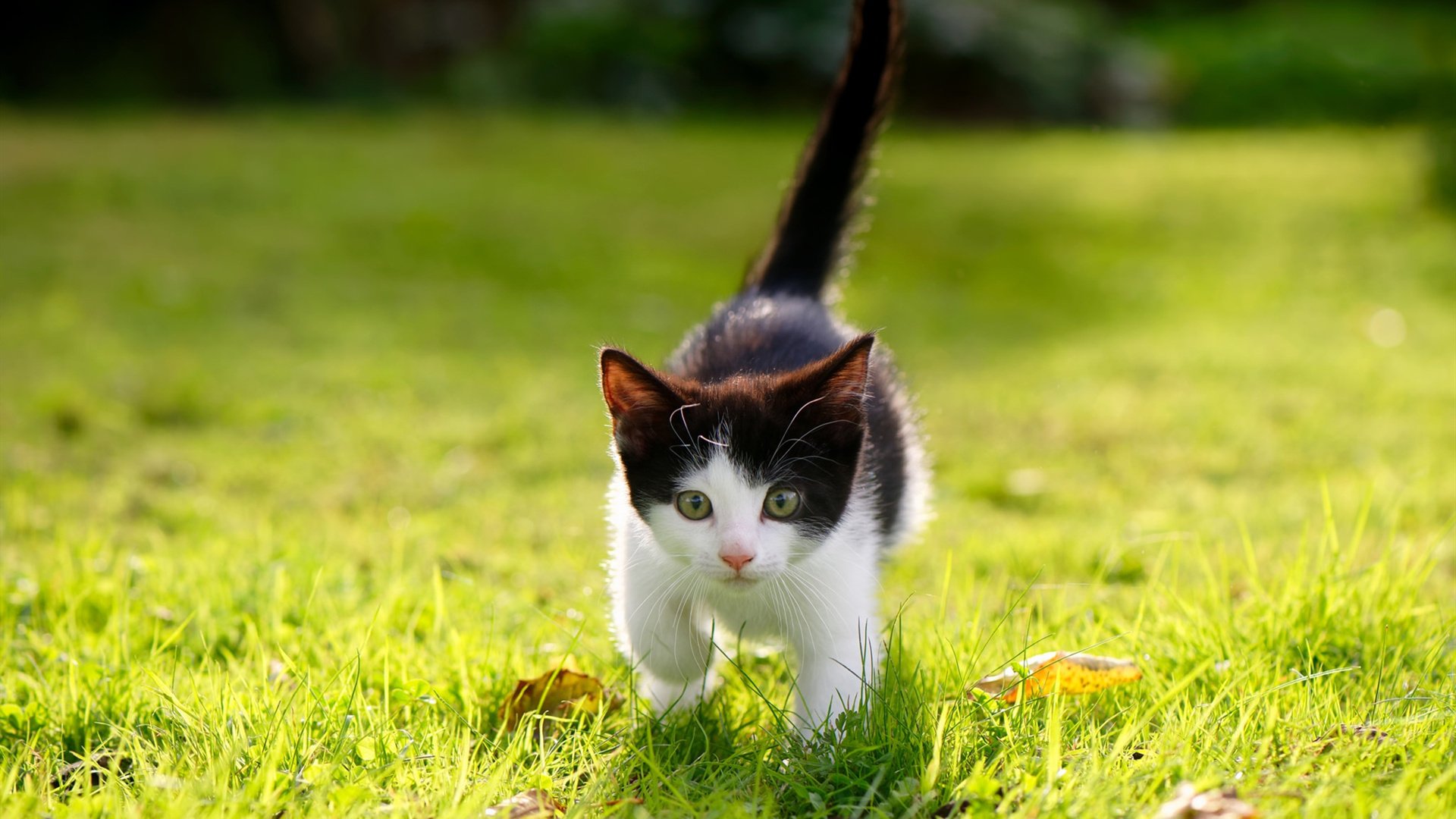 中国足球职业俱乐部引进国际医疗康复技术，中国足协足球训练中心